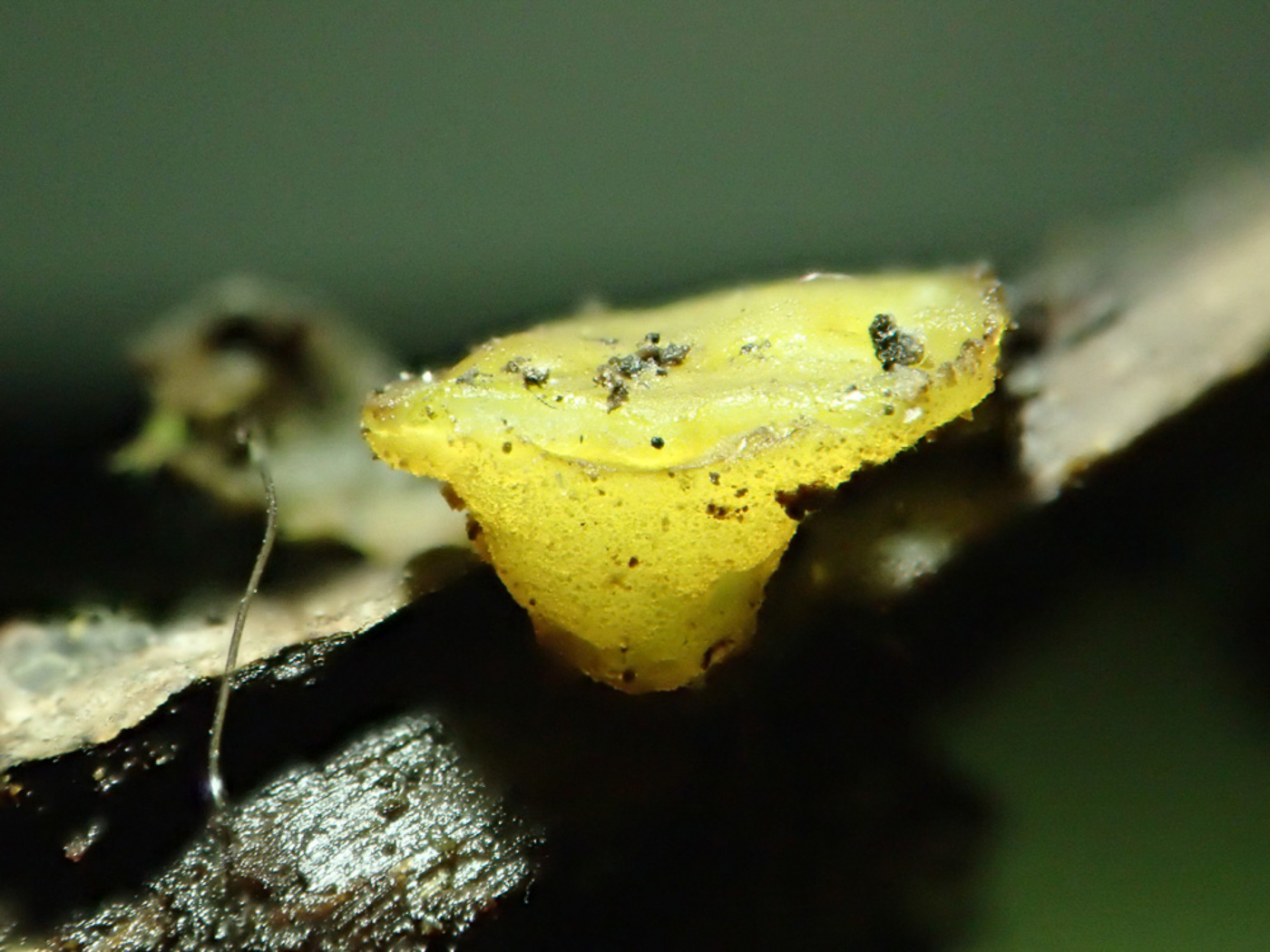 Photo © Sarah Ebdon Ascobolus lignatilis by Sarah Ebdon